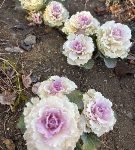 大泉公園へお散歩