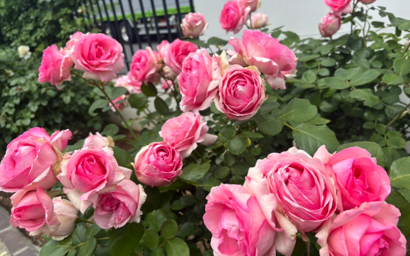 季節の花を楽しみながら、近所の公園へお散歩♪