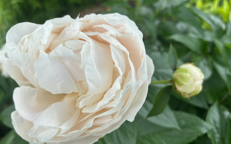 季節の花を楽しみながら、近所の公園へお散歩♪