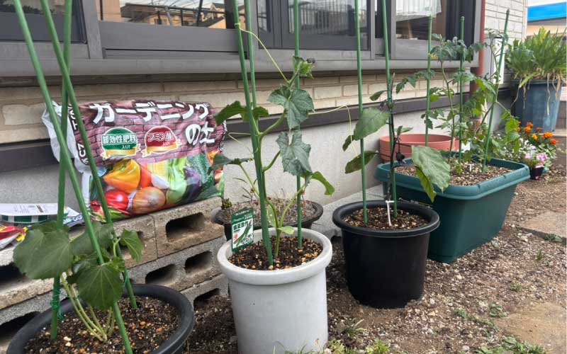 初夏、連日、野菜の苗を植えました