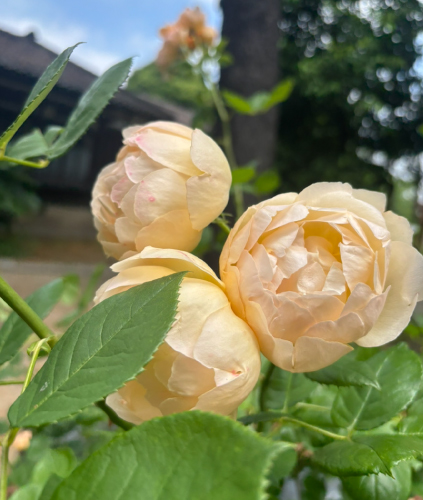 季節の花を楽しみながら、近所の公園へお散歩♪