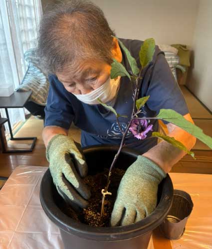 初夏、連日、野菜の苗を植えました