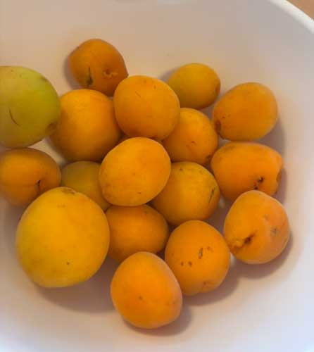 完熟梅で梅シロップ作りです